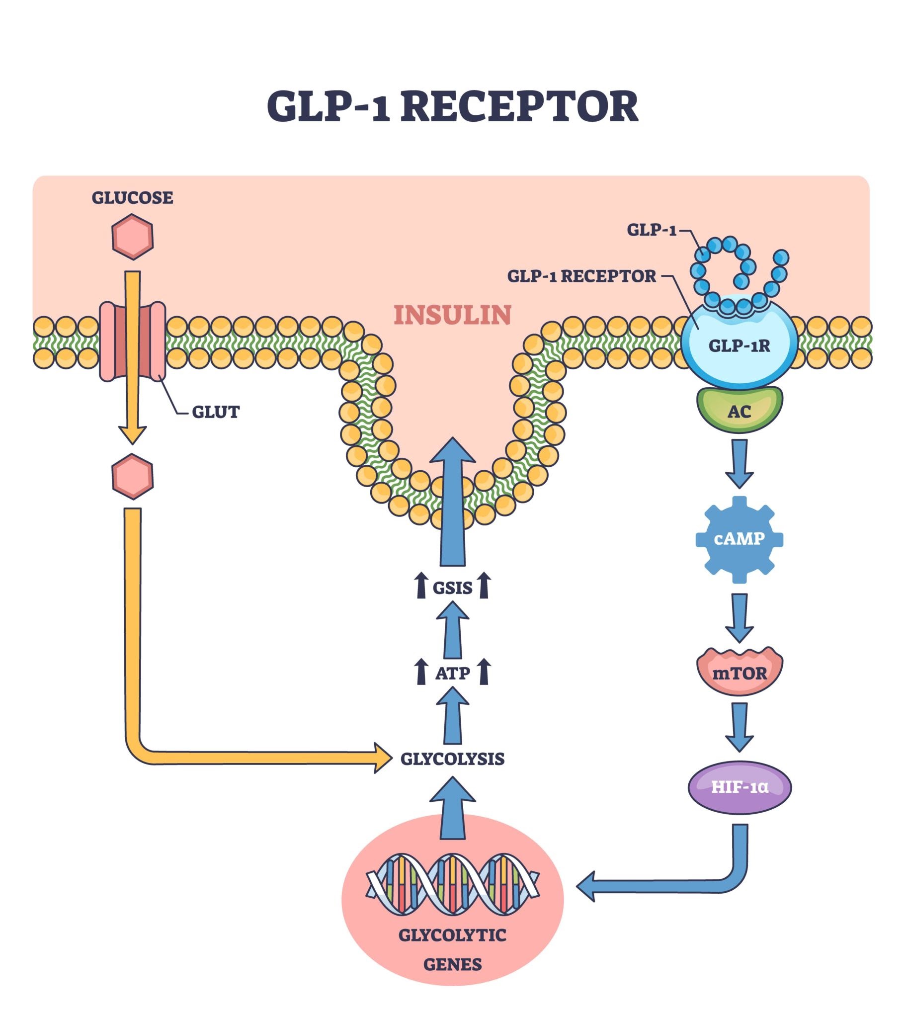 Molecular visualization of a triple-agonist peptide interacting with GLP-1, GIP, and glucagon receptors in a metabolic signaling context